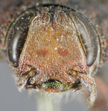 Media type: image;   Entomology 35063 Aspect: head frontal view